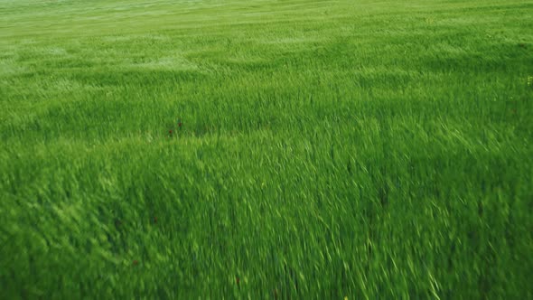 Green Field, Grass and Wind Aerial view