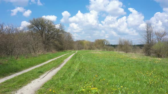 Spring Forest Landscape With The Yellow Tulips 2