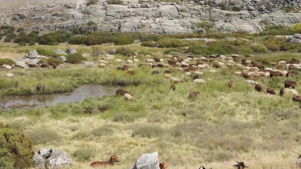 Group of goats in rural landscape. Serra da Estrela in Portugal. Panning