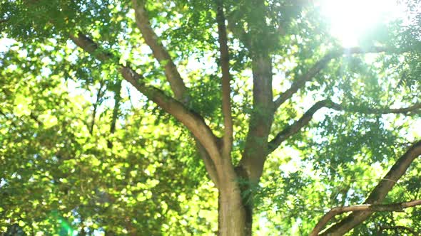 Sunlight shining through tree canopy