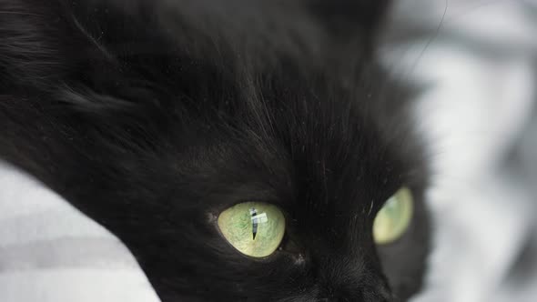 Black Fluffy Cat with Green Eyes Lies Wrapped in a Blanket