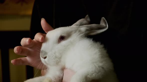 Woman Sits on Chair and Stroke White Rabbit at Home Close Up