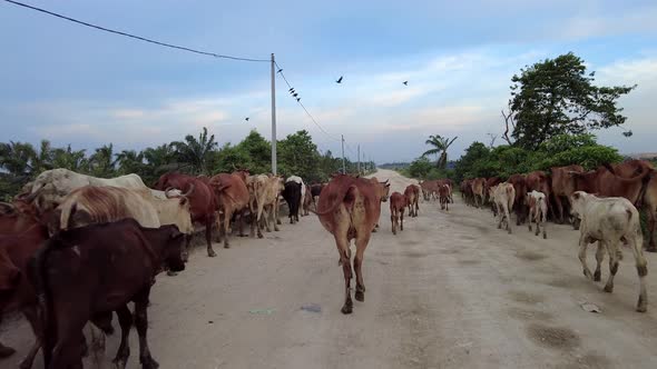 Cows walk at rural path