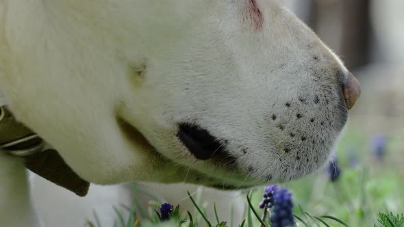 Labrador Dog