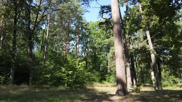 Trees in the Forest During the Day