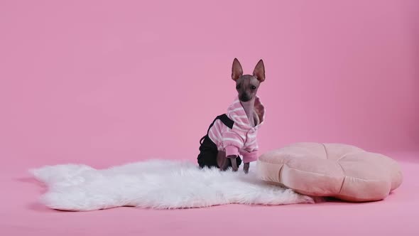 Xoloitzcuintle in a Black and Pink Jumpsuit Sits on a White Fur Blanket Next To an Animal Pillow