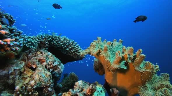 Underwater Marine Tropical Colourful Life