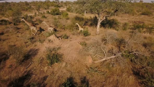 Group of giraffes crossing road in Kruger National Park, South Africa