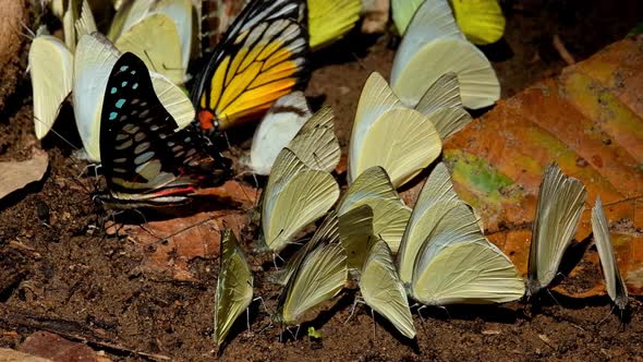 A Common Jay Graphium doson arrives in the middle of yellow butterflies, Kaeng Krachan National Park