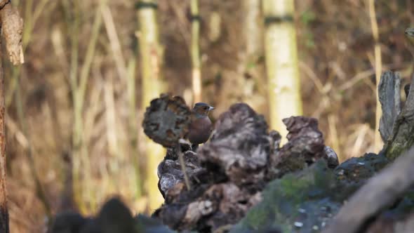 Beautiful Coloured Common Chaffinch Perched on a Tree Branch Moves Head Slowly