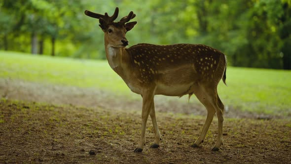 Juvenile Deer Standing In Forest And Looking At Camera