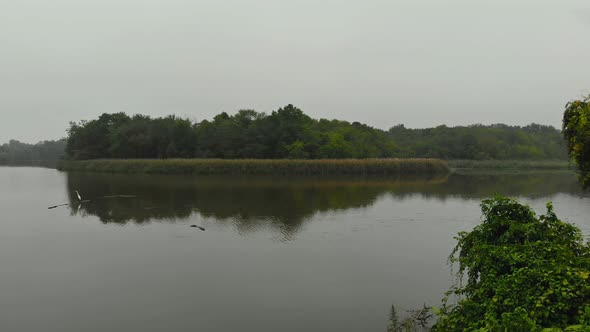 Heron Wading in the Aerial View of River