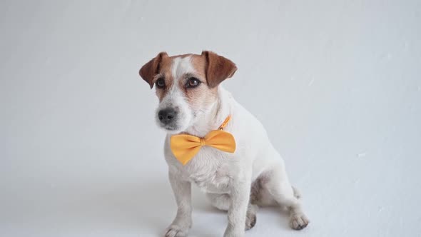 Studio Shot of an Adorable Calm Jack Russell Terrier with a Yellow Tie Tied Around His Neck in Front