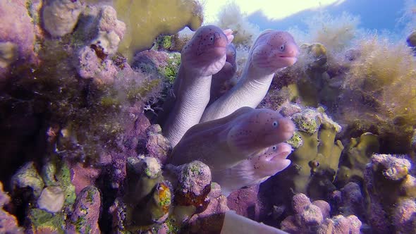 Big Family of Geometric Morays