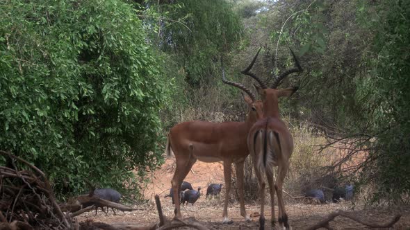 Impala aepyceros melampus petersi, Africa