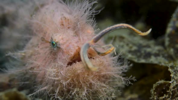 A pink hairy Frogfish using its lure to act as a worm to catch prey