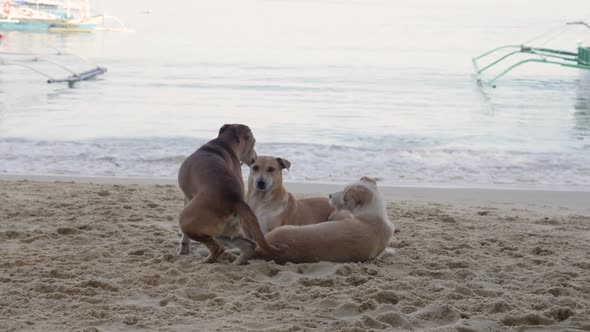 Ultra slow motion shot of three brown feral dogs on a beach with the ocean in the background