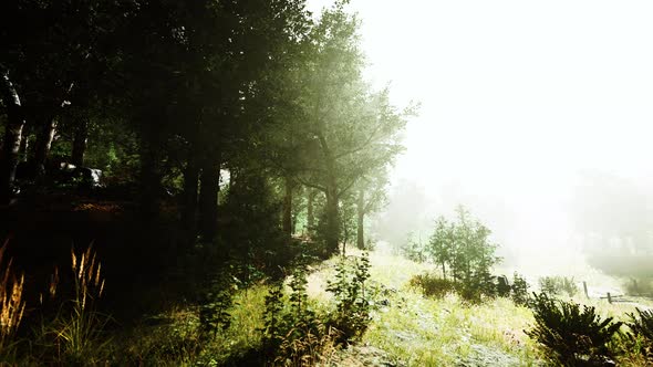 Beautiful Summer Morning in the Forest Hyperlapse