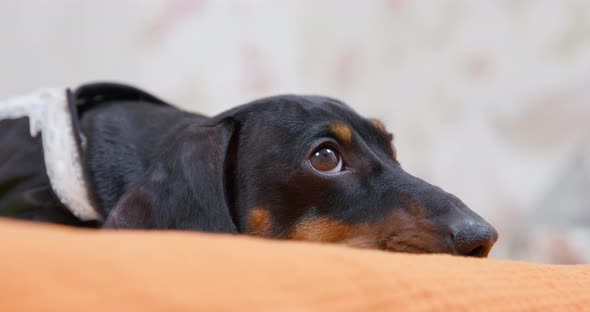 Tired Dachshund Lies Blinking on Bed with Beige Plaid