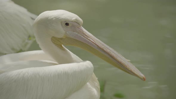 Pelican on the Lake