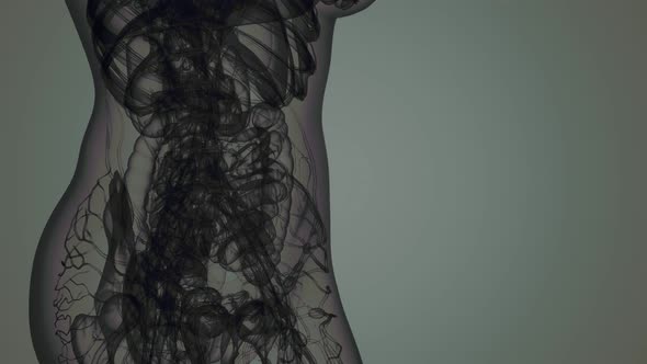 3D MRI Woman Body Scan alt