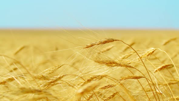 Wheat Ears on Background Blue Sky. Closeup of Ripe Wheat Against Blurry Field and Sky