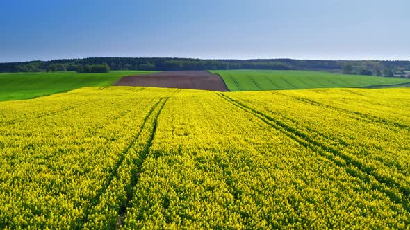 Yellow and green rape fields in spring in Poland, aerial view