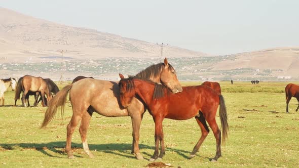 Beautiful Wild Horses Cuddle