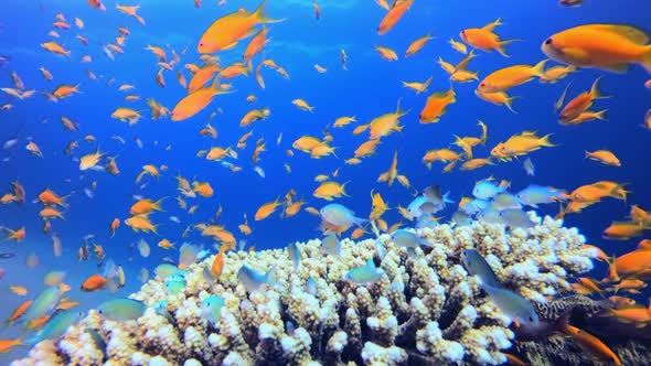 Tropical Fish Coral Marine Reef