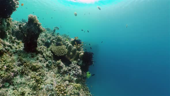 Coral Reef with Fish Underwater