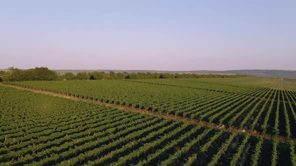 Green Vineyard in Summer  Large Plantation with Rows of Grapebearing Vines Grown for Winemaking