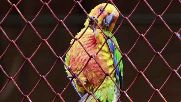 Colorful Little Parrot Perched On Wire Mesh Dreaming Of Freedom