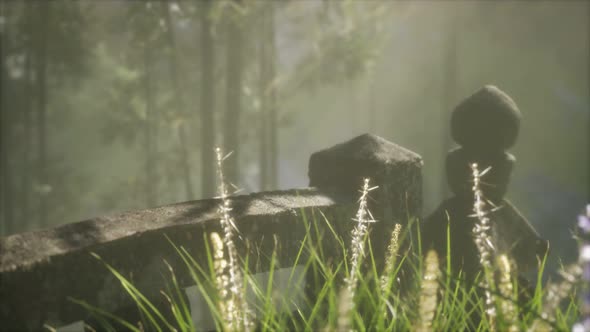 Japan Bamboo Forest and Green Meadow Grass with Natural Light alt