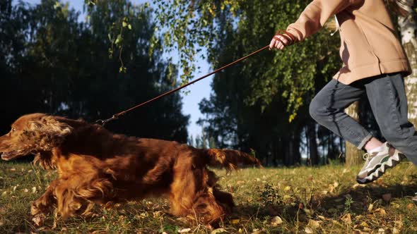 Funny Spaniel with Brown Fur Runs Along Green Lawn Closeup