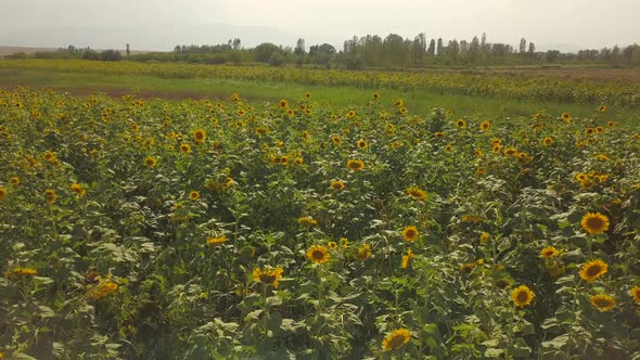 One of the most beautiful landscape is sunflower garden. Green and yellow combination.Under the sun