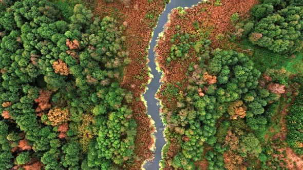 River and brown swamp. Aerial view on nature in autumn