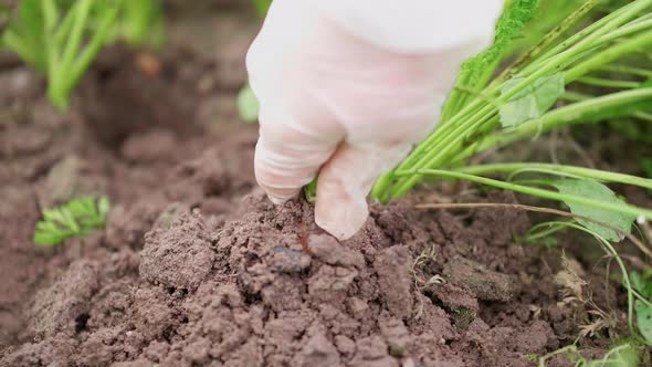 Closeup Hand of Farm Worker Pulling Out Freshly Carrots and Demonstrates at the Camera