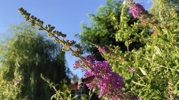 Hummingbird Moth Slow Motion