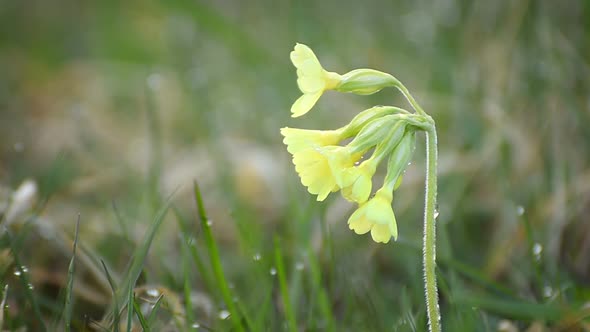 Yellow Primrose