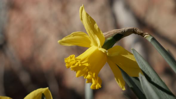 Lonely flower Narcissus  petals and stamen close-up 4K 2160p 30fps UltraHD footage - First  sign of 