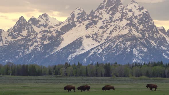 Bison running through field with the Grand Teton Mountains in the background