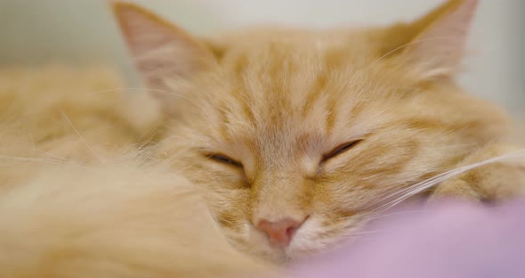 Cute Ginger Cat Lying on Violet Blanket. Close Up Footage of Sleeping Fluffy Pet. Cozy Home.