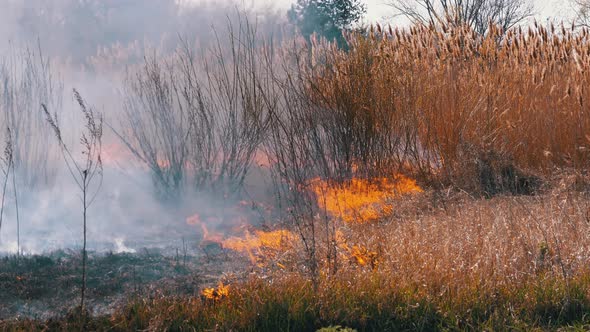 Fire in the Forest. Burning Dry Grass, Trees and Reeds. Wildfire. Slow Motion.