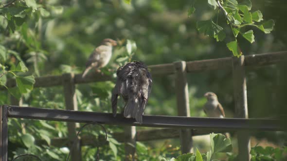 Birds cleaning in garden
