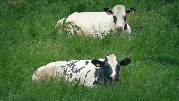 Cows Eating Grass In The Field