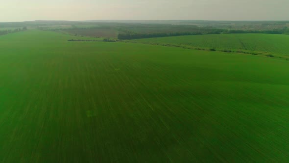 Aerial Video of an Agricultural Field with Wheat