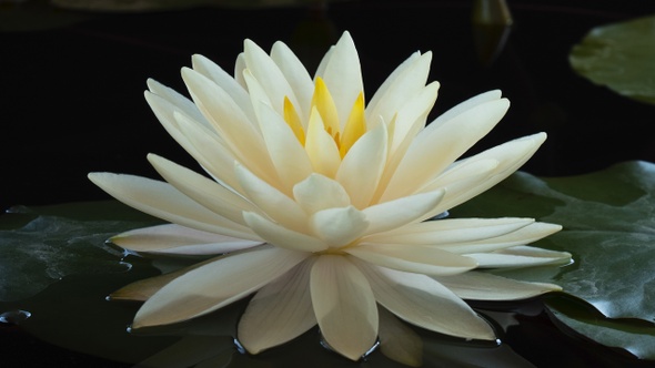 Time-lapse of white lotus water lily flower opening in pond. Nymphaea aquatic plant blooming 