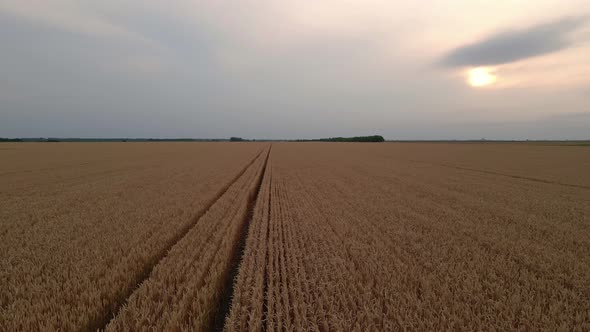 Aerial Drone View Flight Over Field Of Yellow Ripe Wheat