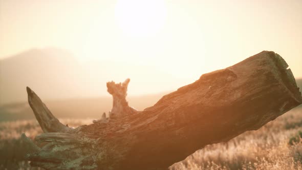 Old Tree Stump Trunk on the Hill at Sunset