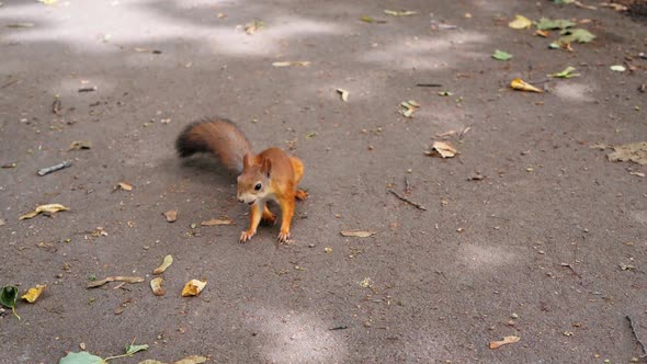 Red Squirrel Deftly Nibbles Nuts in the City Park on the Background of Gray Asphalt